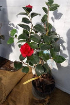 Red Camellia Flower | Red Camellia Plant