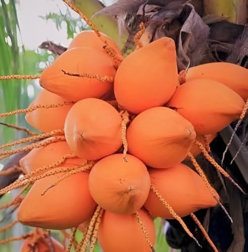 Dwarf Red Coconut Fruit | Dwarf Red Coconut Plant