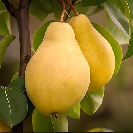 Pear Fruit | Pear Plant
