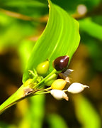Vaijayanti Mala |  Vaijayanti Mala Plant
