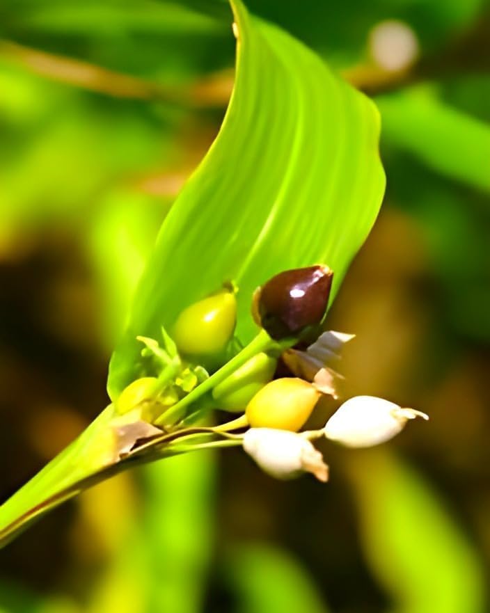 Vaijayanti Mala |  Vaijayanti Mala Plant