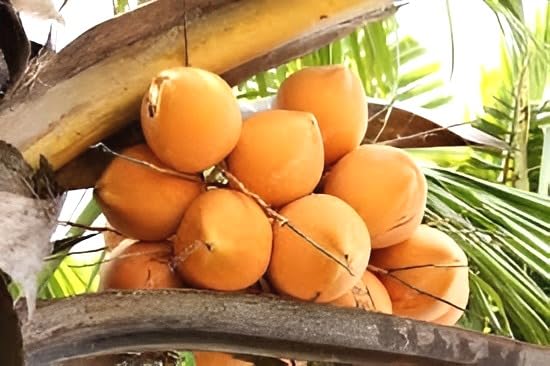 Dwarf Red Coconut Fruit | Dwarf Red Coconut Plant