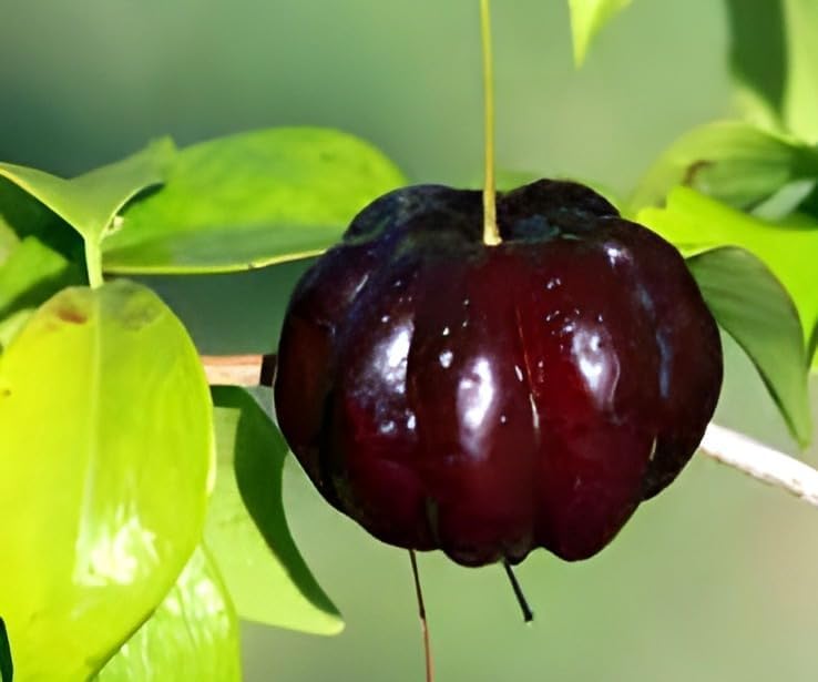 Black Suriman Cherry Fruit | Black Suriman Cherry Plant