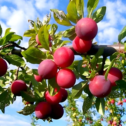 Plum Fruit (Aloo-Bukhara) | Plum Plant