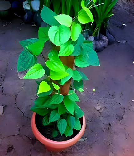 Betel Leaf (Paan) | Betel Leaf Plant