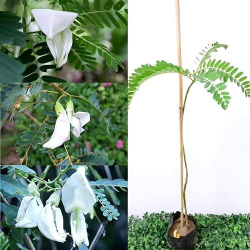 Sesbania Bok Phool Flower | Spinach Agathi Keerai Plant