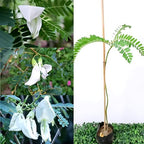 Sesbania Bok Phool Flower | Spinach Agathi Keerai Plant