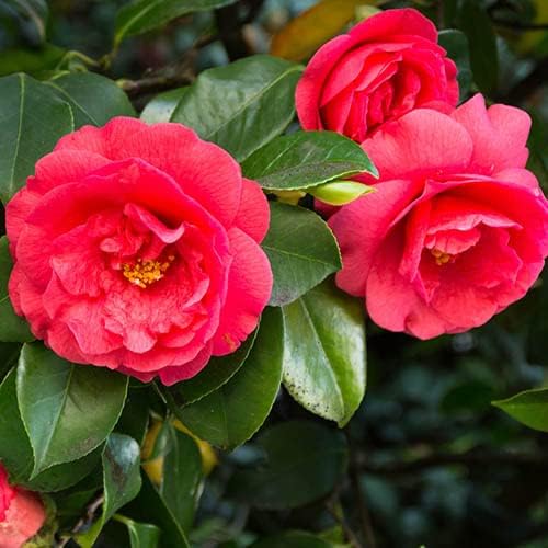 Red Camellia Flower | Red Camellia Plant