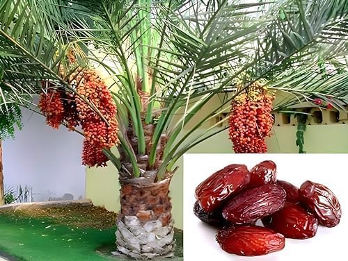 Arabian Date Fruit | Arabian Date Plant