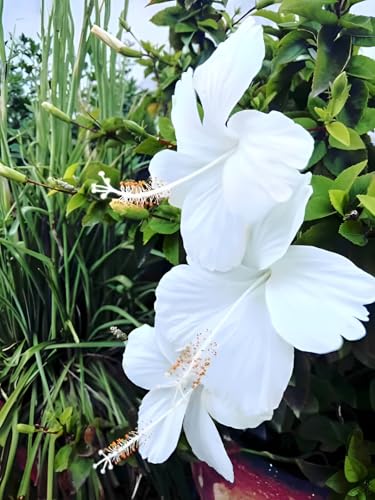 White Hibiscus Flower | White Hibiscus Plant