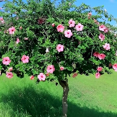 Pink Hibiscus Flower | Pink Hibiscus Plant
