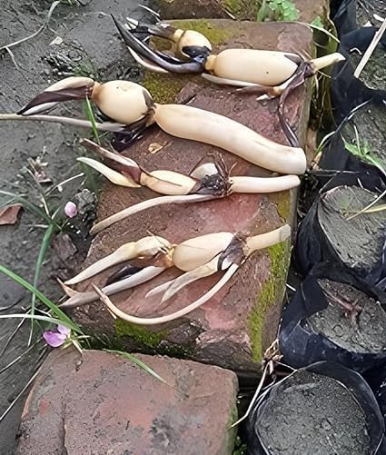 Big Hybrid Water Lily Plant