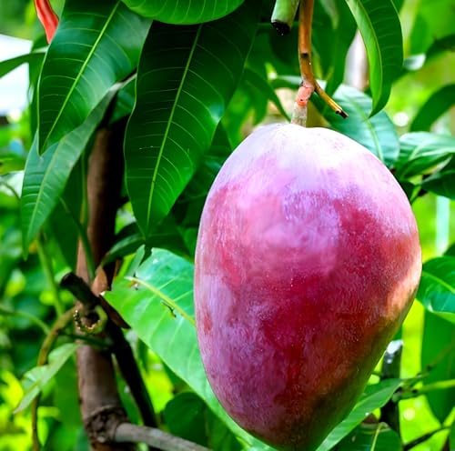Purple Miyazaki Mango Fruit | Purple Miyazaki Mango Plant