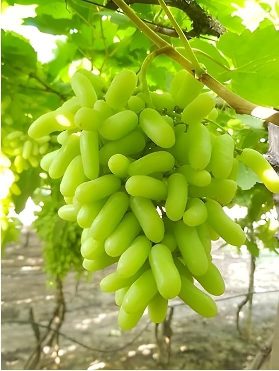 Seedless Green Long Grape Fruit | Green Grape Plant