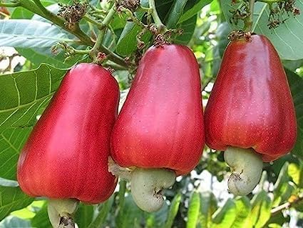 Cashew Apple | Cashew Nut Plant