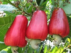 Cashew Apple | Cashew Nut Plant