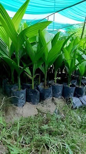 Assam Supari Plant | Areca Nut Plant