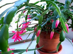 Baby Pink Christmas Cactus | Crab Cactus Plant