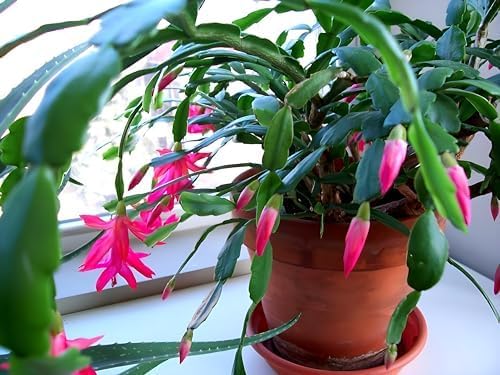 Baby Pink Christmas Cactus | Crab Cactus Plant
