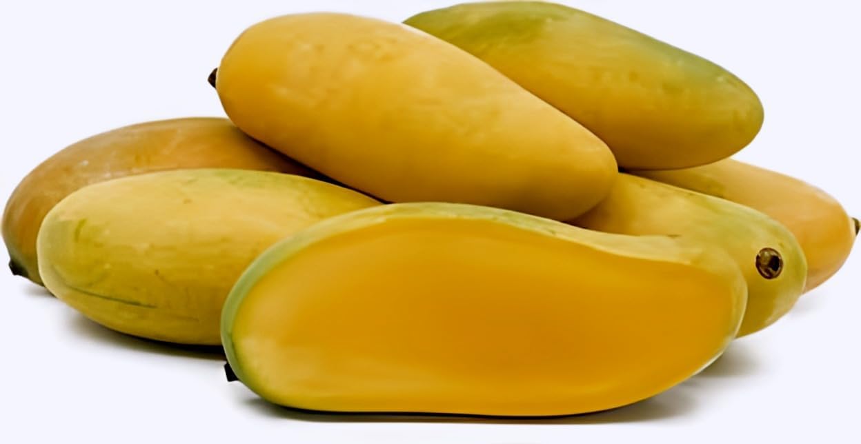 Yellow Banana Mango | Mango Plant