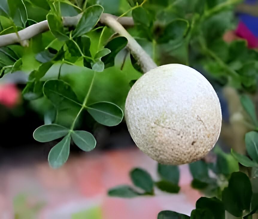 Wood Apple Fruit (Kotbel) | Wood Apple Plant