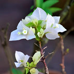 White Bougainvillea Flower | White Bougainvillea Plant