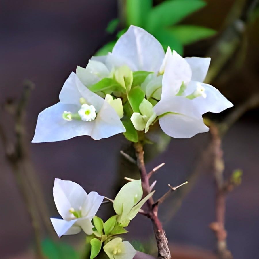 White Bougainvillea Flower | White Bougainvillea Plant