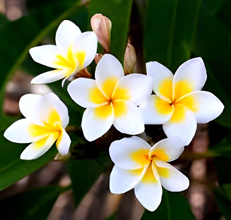 Champa Flower | Plumeria Plant