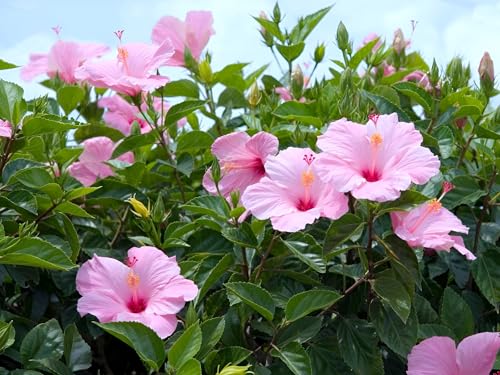 Pink Hibiscus Flower | Pink Hibiscus Plant