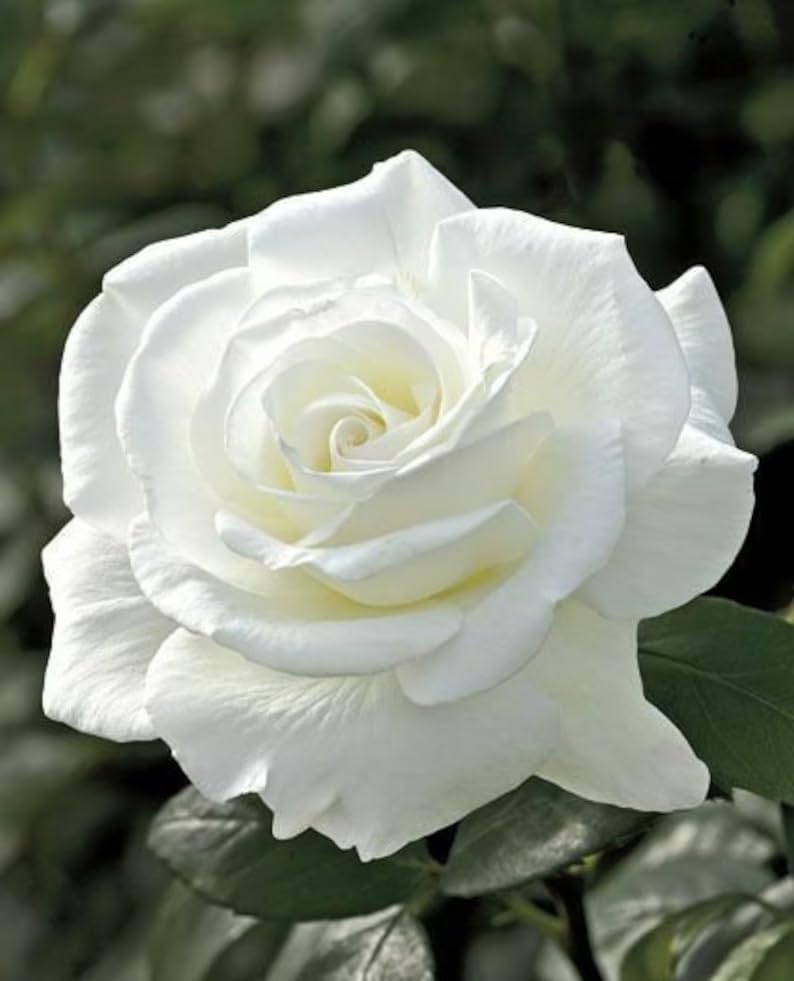 White Rose Flower | White Rose Plant