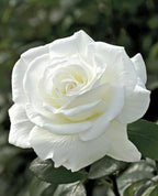 White Rose Flower | White Rose Plant