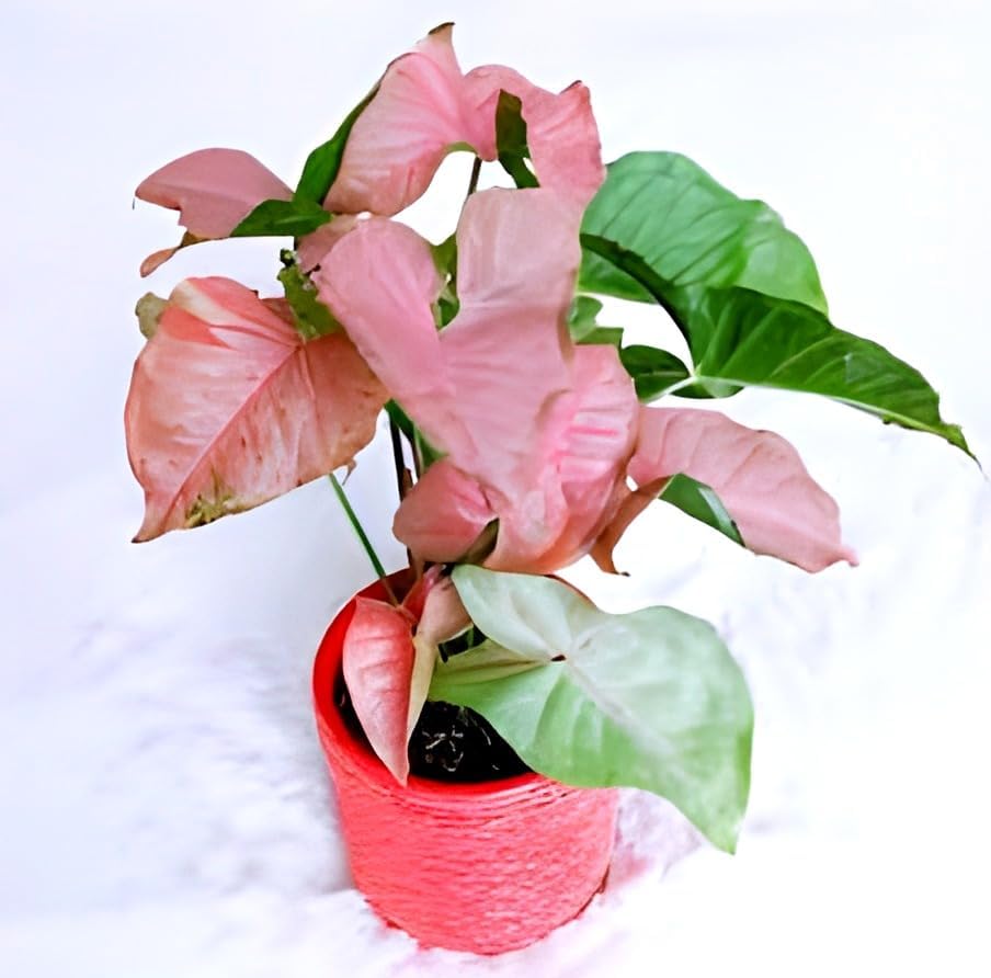Arrowhead Plant | Pink Syngonium Plant