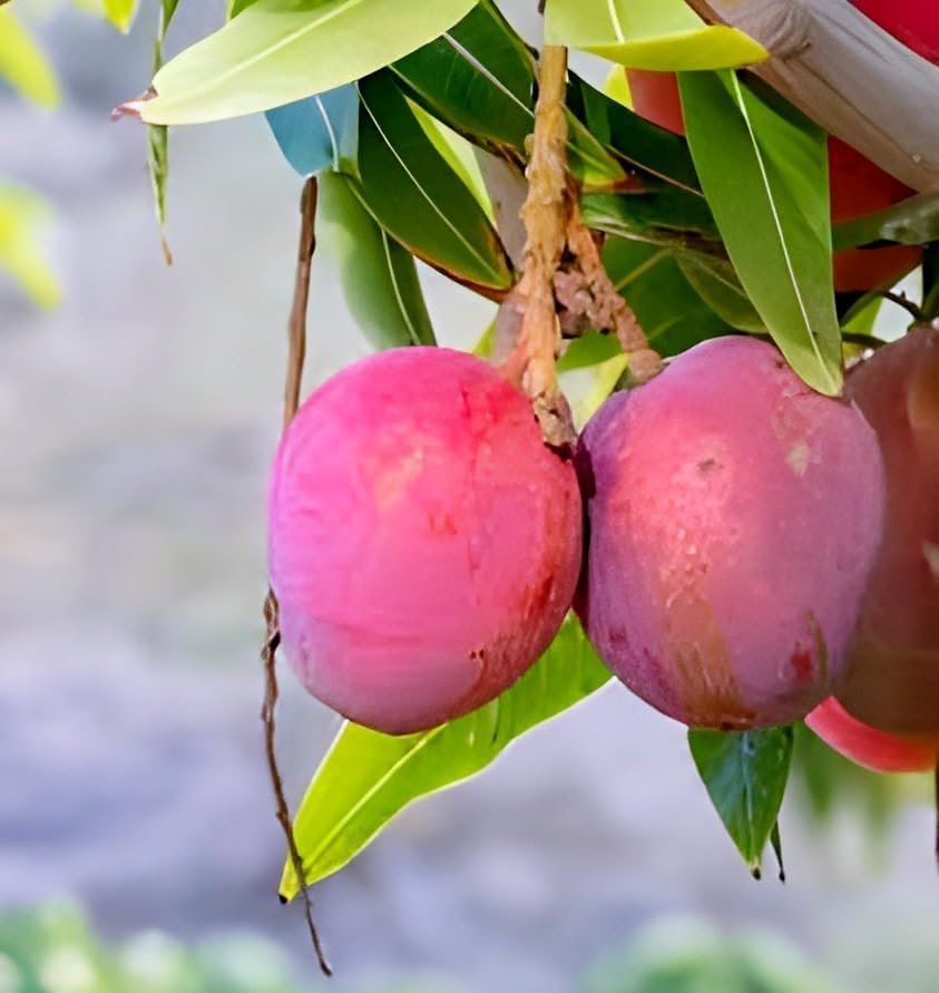 Palmer Mango Fruit | Palmer Mango Plant
