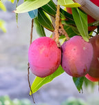 Palmer Mango Fruit | Palmer Mango Plant
