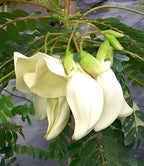 Sesbania Bok Phool Flower | Spinach Agathi Keerai Plant