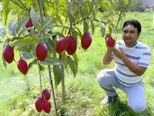 Japanese Miyazaki Mango Fruit | Japanese Miyazaki Mango Plant