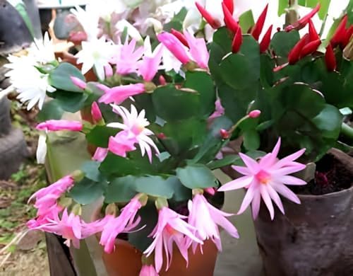 Baby Pink Christmas Cactus | Crab Cactus Plant