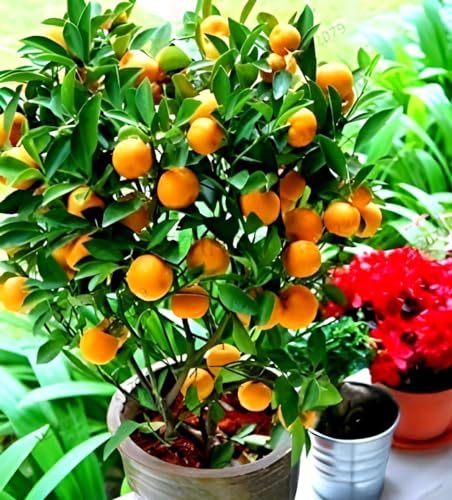Chinese Bush Orange Fruit | Chinese Bush Orange Plant