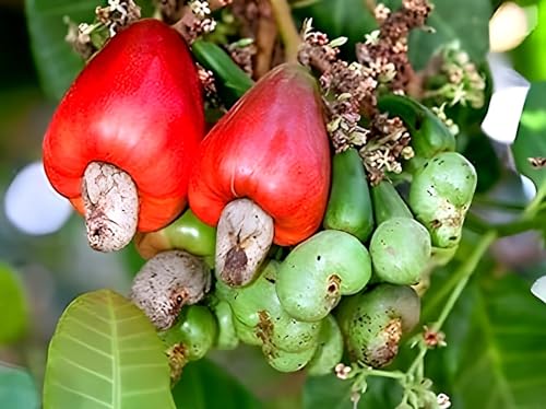 Cashew Apple | Cashew Nut Plant