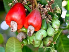 Cashew Apple | Cashew Nut Plant