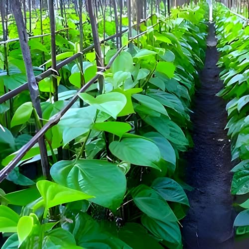 Betel Leaf (Paan) | Betel Leaf Plant