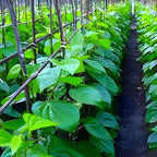 Betel Leaf (Paan) | Betel Leaf Plant