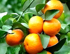 Darjeeling Orange Fruit | Darjeeling Orange Plant