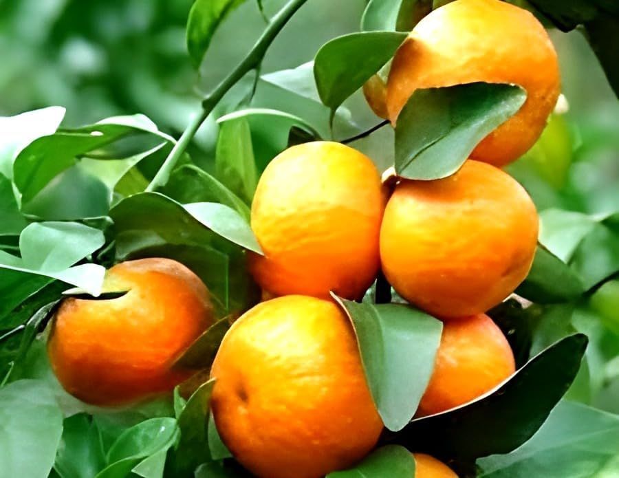 Darjeeling Orange Fruit | Darjeeling Orange Plant