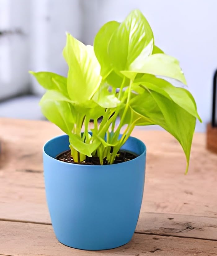 Golden Money Plant | Money Plant