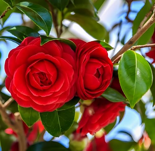 Red Camellia Flower | Red Camellia Plant
