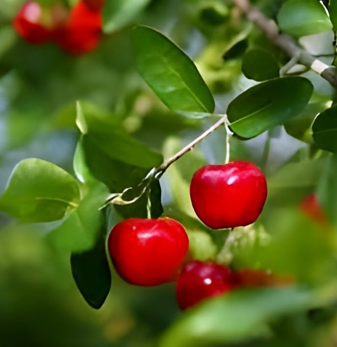 Barbados Cherry Fruit | Cherry Plant