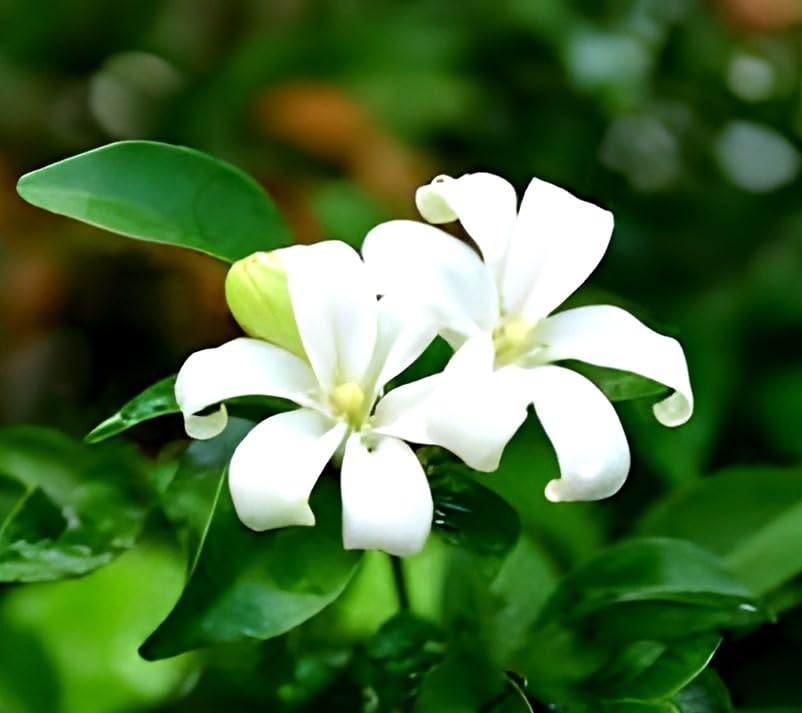Madhu Kamini Flower | Madhu Kamini Plant