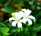 Madhu Kamini Flower | Madhu Kamini Plant