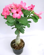 Pink Bonsai Flowers | Adenium Plant